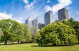 Buildings and trees
