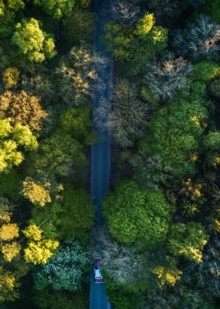 Skyview of forest 